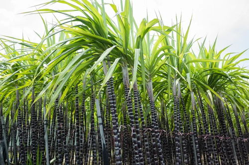 甜蜜的本質 1個殘酷的歷史結局