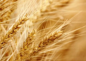 寒流對(duì)農(nóng)產(chǎn)品價(jià)格影響有哪些